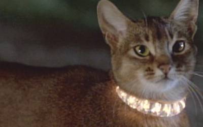 Сто лет милоты: 10 фильмов с котиками