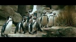 Кадр из фильма "Пингвин нашего времени" - 2