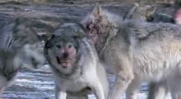 Кадр из фильма "BBC: Поле битвы: Волки" - 1