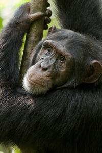 Кадр Шимпанзе