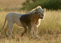 Кадр Приключения Мии и белого льва 
