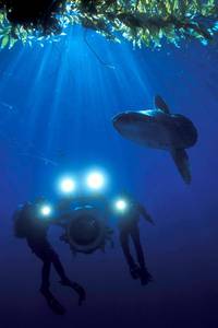 Кадр Тайны подводного мира 3D