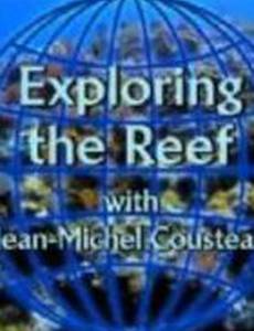 Изучение рифов (видео)