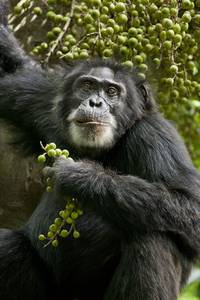 Кадр Шимпанзе