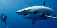 Победителя Берлинале разорвала большая белая акула