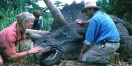 Новый «Парк Юрского периода»: динозавры сойдутся в бою с динозаврами