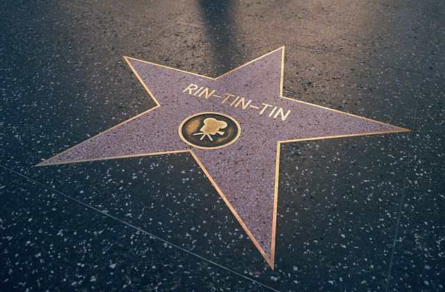 Звезда собаки Рин-Тин-Тин на «Аллее Славы» в Голливуде