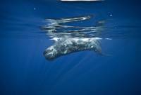 Кадр Большое путешествие вглубь океанов 3D: Возвращение