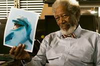 Кадр История дельфина