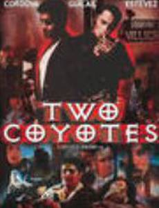 Two Coyotes