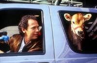 Кадр Городские пижоны