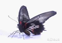 Кадр Букашки! 3D