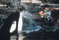 Кадр Освободите Вилли 2: Новое приключение