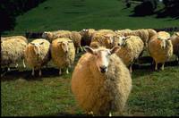 Кадр Бэйб: Четвероногий малыш