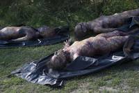 Кадр Ганнибал