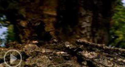 Трейлер (русский) 