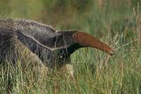 Кадр Амазония: Инструкция по выживанию 3D