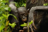 Кадр Бонобо