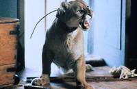 Кадр Последний альянс