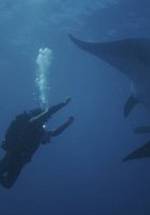 Дэвид С. Уорнер фото