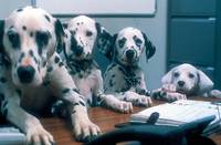 Кадр 102 далматинца