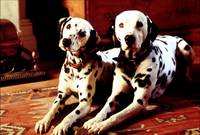 Кадр 101 далматинец