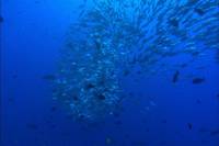 Кадр Грёзы Кораллового моря: Пробуждение (видео)