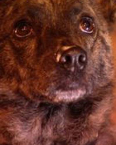 Литтл Беар фото