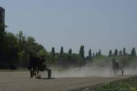 Кадр Черные кошки