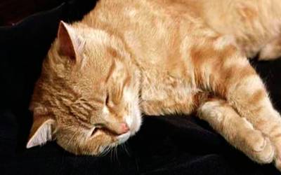 5 знаменитых животных-актеров