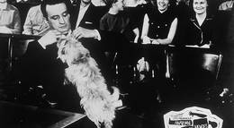 Кадр из фильма "Анатомия убийства" - 2