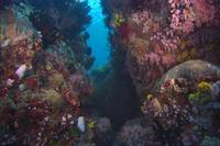 Кадр Грёзы Кораллового моря: Пробуждение (видео)