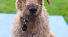 Кадр из фильма "Пожарный пес" - 1