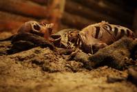 Кадр Фобос. Клуб страха