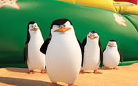 Кадр Пингвины Мадагаскара