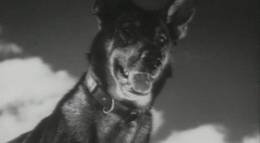 Кадр из фильма "Джульбарс" - 2