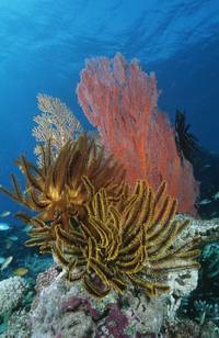 Кадр Большое путешествие вглубь океанов 3D: Возвращение