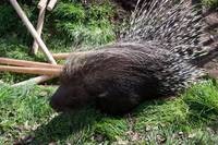 Кадр Мы купили зоопарк