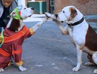 Кадр Пес и нищий