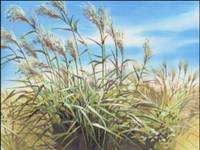 Кадр Дневник поездки в Иокогаму за покупками (видео)