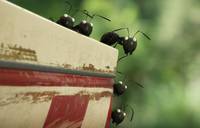 Кадр Букашки 3D. Приключение в Долине Муравьев