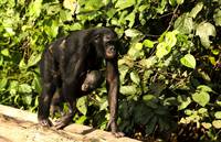 Кадр Бонобо