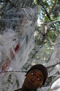 Кадр Ледяные пауки