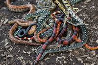 Кадр Мы купили зоопарк