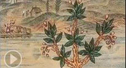 Мультфильм