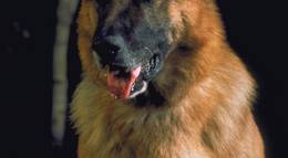 Кадр из фильма "К-911 (видео)" - 1