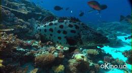 Кадр из фильма "Чудеса океана 3D" - 1