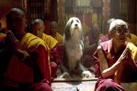 Кадр Лохматый папа