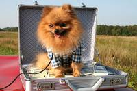 Кадр Лопухи: Эпизод первый