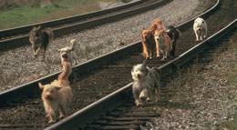 Кадр из фильма "Бинго" - 1